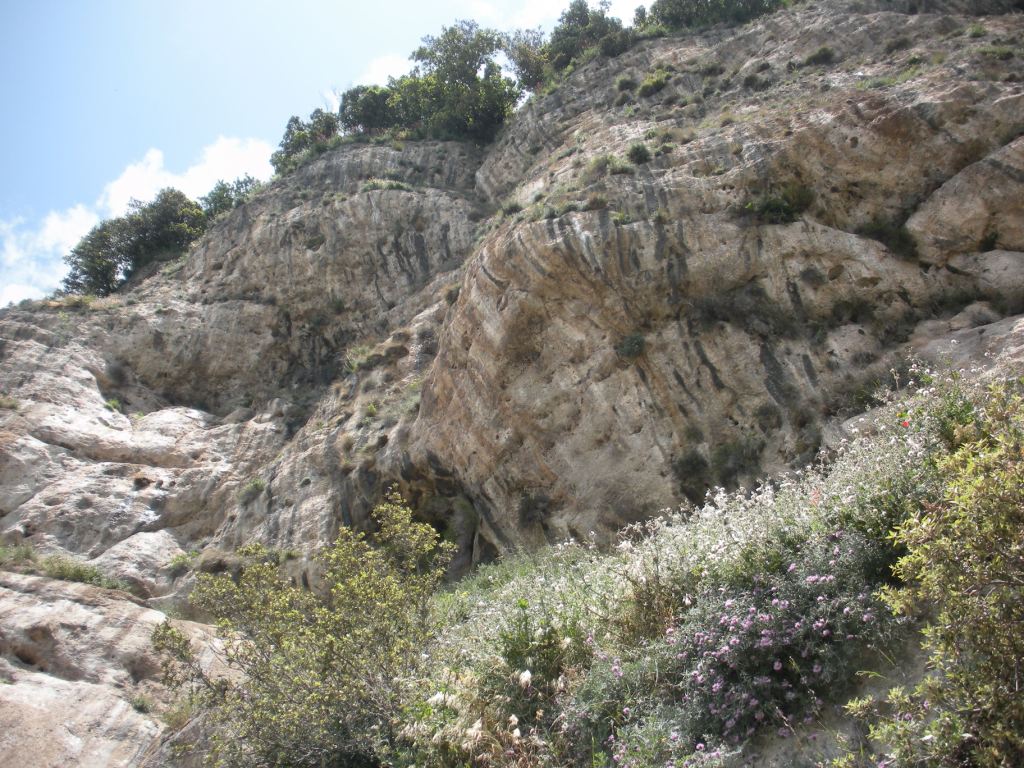 Centaurea cineraria / Fiordaliso delle scogliere